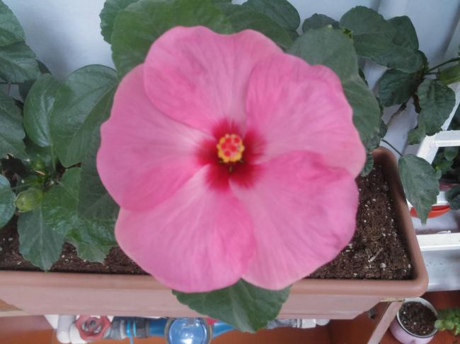 Name:  20160907_064410-1.jpg
Views: 538
Size:  35.8 KB