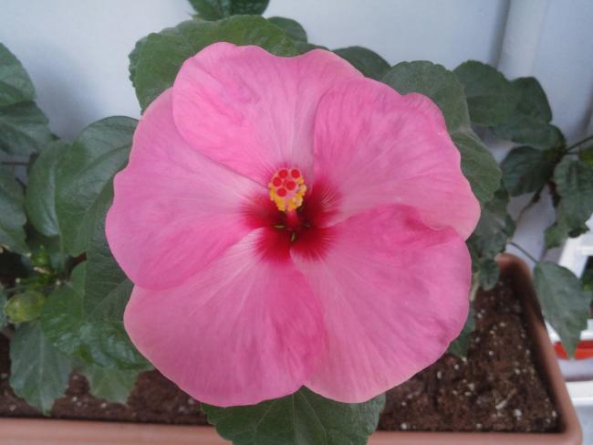 Name:  20160907_064426-1.jpg
Views: 548
Size:  32.5 KB