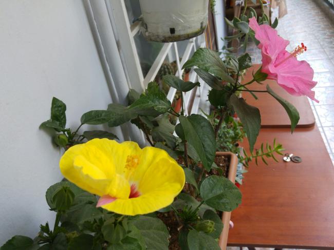 Name:  20160908_093100-1.jpg
Views: 576
Size:  42.0 KB