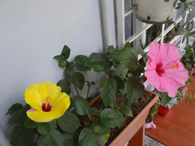 Name:  20160908_093104-1.jpg
Views: 557
Size:  39.5 KB