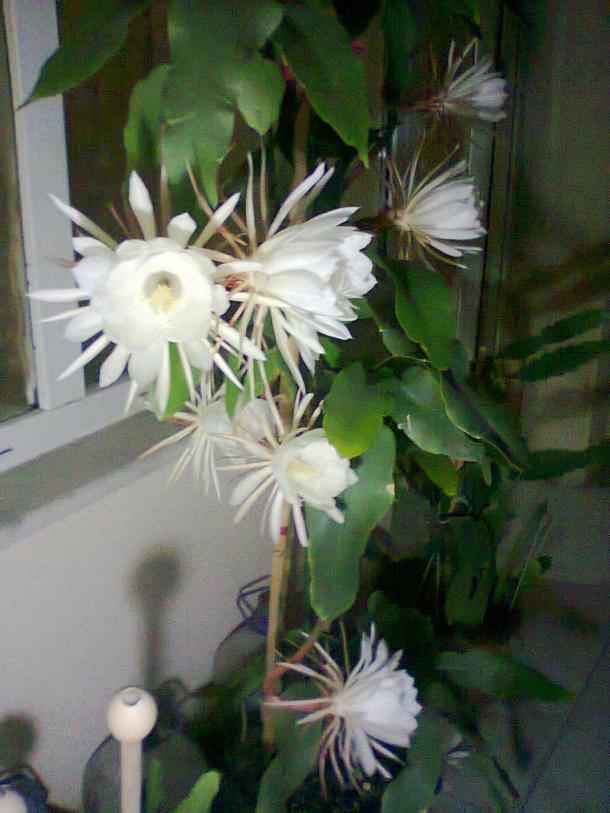 Name:  3 artk hepsi ald.jpg
Views: 379
Size:  70.0 KB