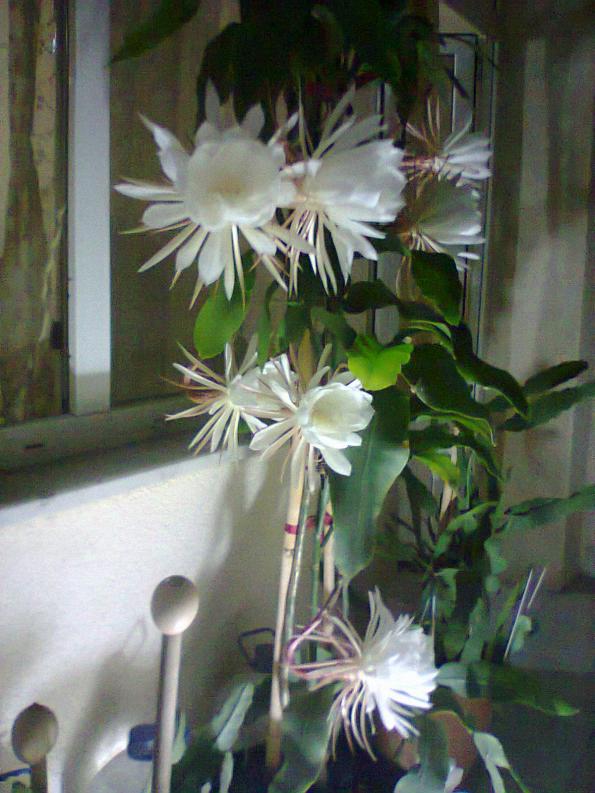 Name:  7.jpg
Views: 384
Size:  70.3 KB