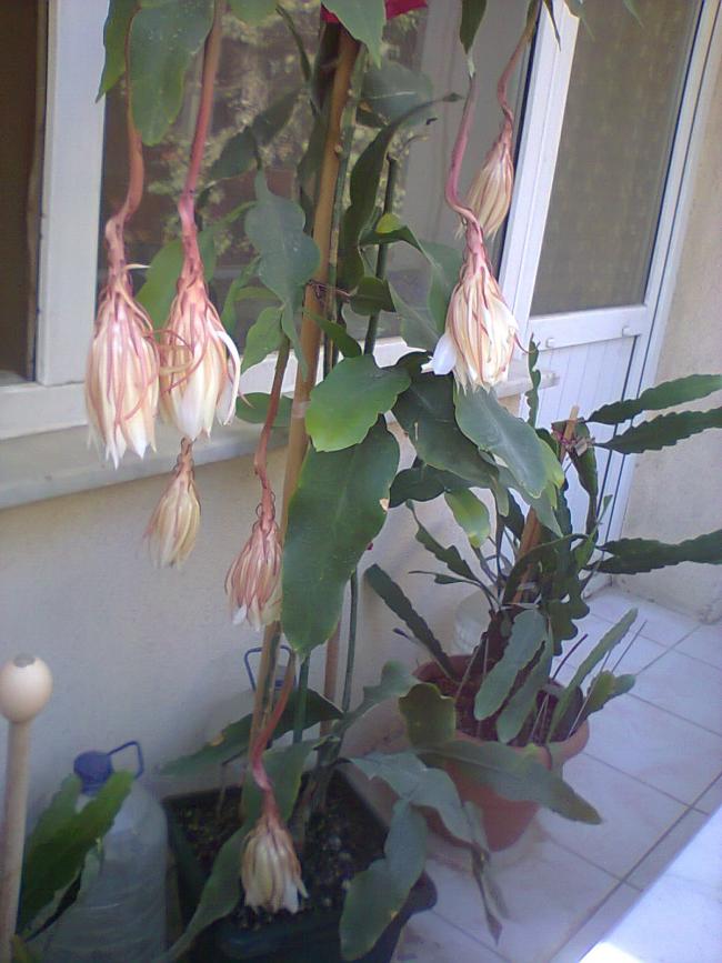 Name:  Prenses-111.jpg
Views: 364
Size:  68.8 KB