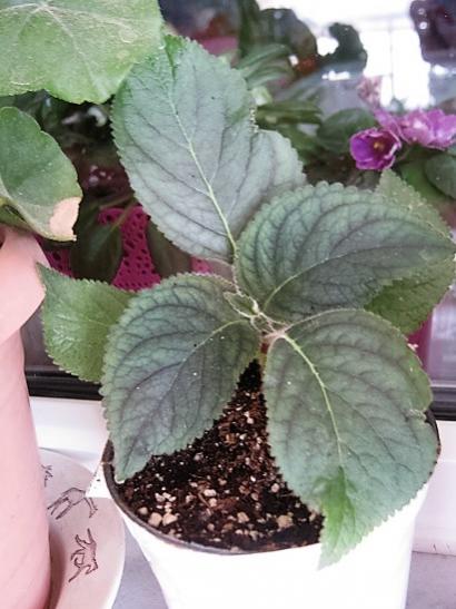 Name:  kohleria.jpg
Views: 729
Size:  38.2 KB