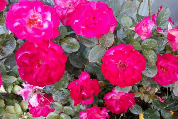 Name:  IMG_20160923_175737_249-600x404.jpg
Views: 979
Size:  47.9 KB