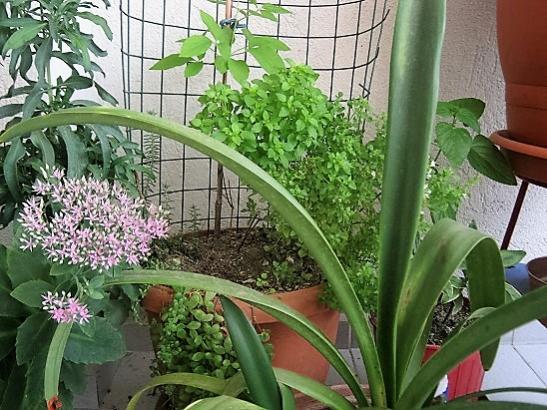 Name:  fesleen-clematis.jpg
Views: 673
Size:  59.1 KB