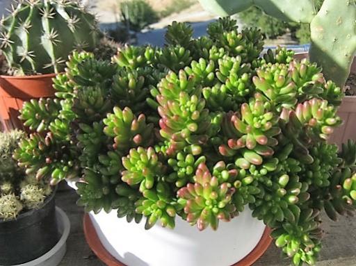 Name:  sedum rubrotinctum.jpg
Views: 688
Size:  45.9 KB