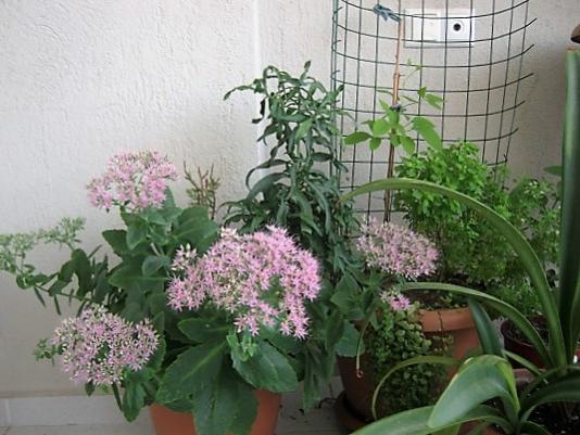 Name:  sedum a. joy.jpg
Views: 685
Size:  43.6 KB