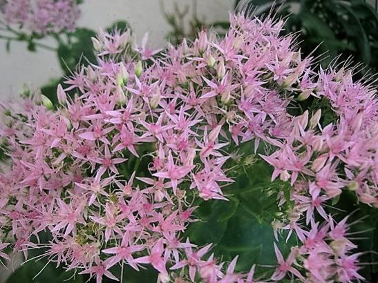 Name:  sedum a. joy1.jpg
Views: 672
Size:  63.2 KB