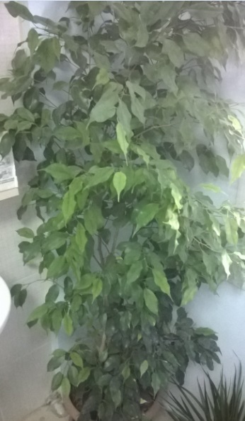 Name:  benjamin 05.10.2016.jpg
Views: 981
Size:  62.3 KB