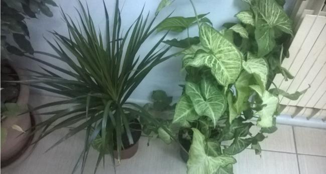 Name:  marginata - syngonium 05.10.2016.jpg
Views: 1016
Size:  33.9 KB
