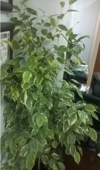 Name:  krll benjamin 05.10.2016.jpg
Views: 1233
Size:  33.6 KB