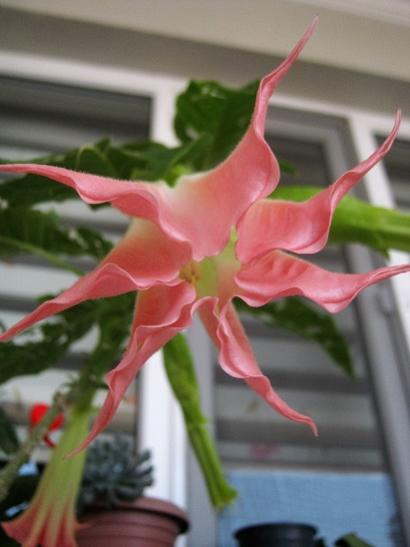 Name:  brugmansia.jpg
Views: 605
Size:  25.6 KB