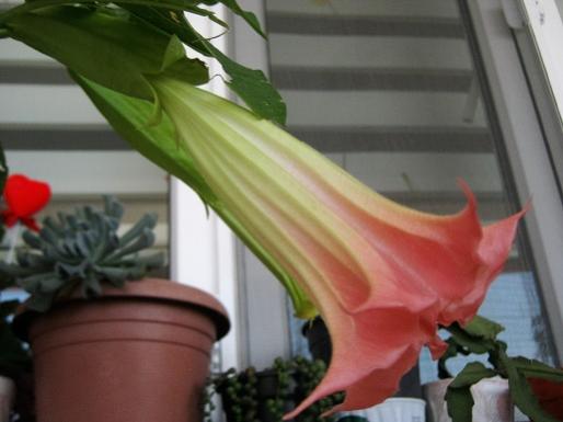 Name:  brugmansia1.jpg
Views: 613
Size:  24.6 KB