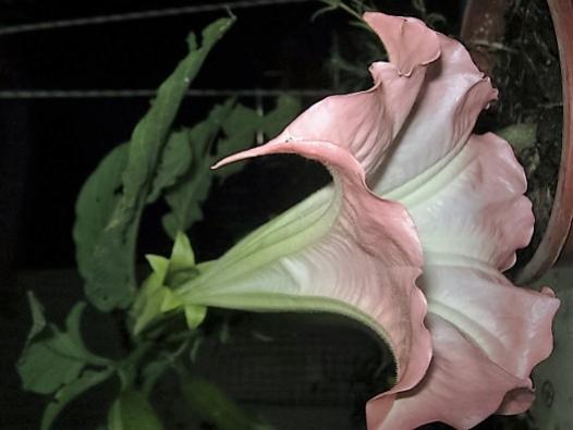 Name:  brugmansia2.jpg
Views: 603
Size:  24.3 KB
