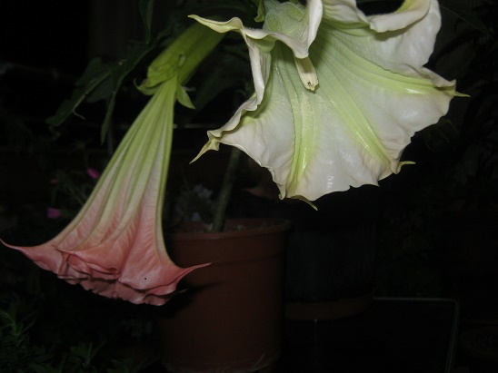 Name:  brugmansia3.jpg
Views: 603
Size:  58.3 KB