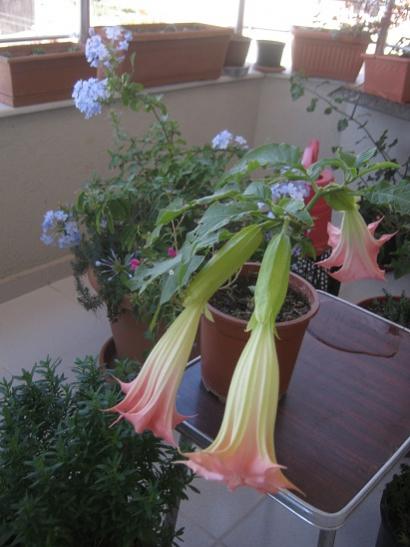 Name:  -brugmansia-.jpg
Views: 605
Size:  33.2 KB
