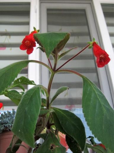 Name:  kohleria.jpg
Views: 606
Size:  27.7 KB