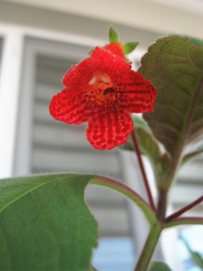 Name:  kohleria1.jpg
Views: 600
Size:  20.8 KB