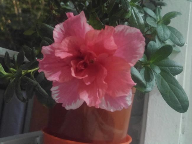 Name:  20161003_233308-1.jpg
Views: 424
Size:  31.8 KB