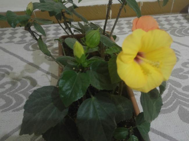 Name:  20161003_233751-1.jpg
Views: 400
Size:  35.5 KB