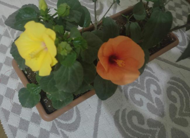 Name:  20161003_233800-1.jpg
Views: 401
Size:  35.1 KB