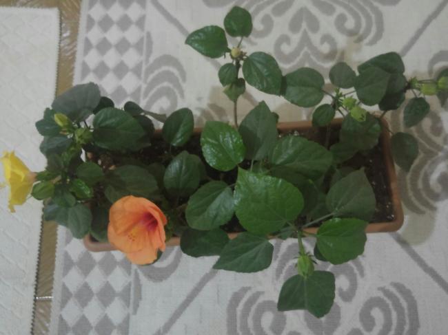 Name:  20161003_233805-1.jpg
Views: 412
Size:  34.5 KB
