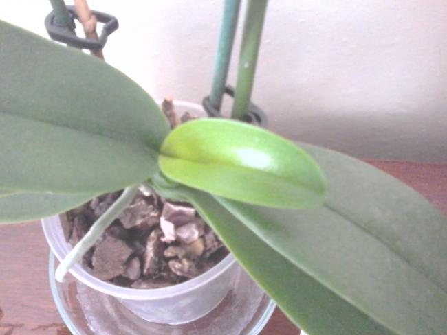 Name:  orkide 040.jpg
Views: 344
Size:  28.2 KB
