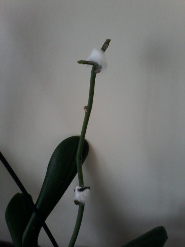 Name:  orkide 052.jpg
Views: 393
Size:  25.8 KB