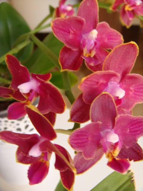 Name:  -Multiflora Kokulu Phoenix kelebek ekil 105 TL.jpg
Views: 644
Size:  35.2 KB