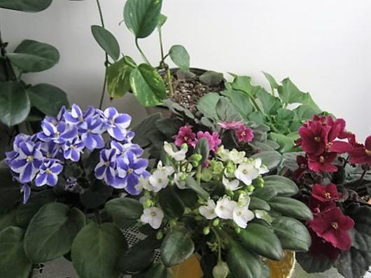 Name:  menekeler1.jpg
Views: 566
Size:  36.6 KB