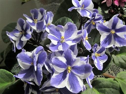 Name:  meneke5.jpg
Views: 561
Size:  41.4 KB