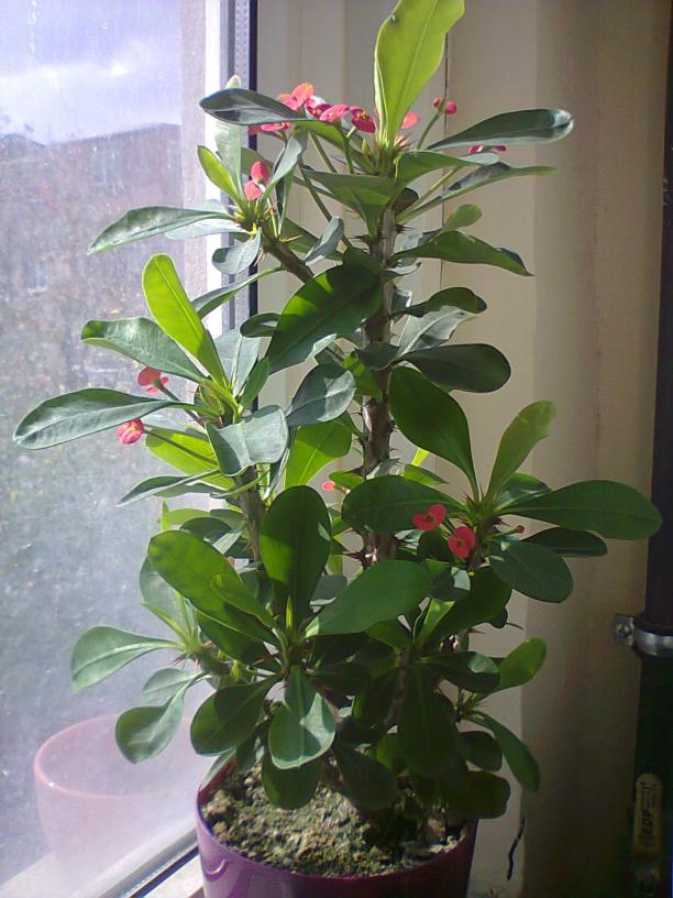 Name:  miliicik.jpg
Views: 808
Size:  71.3 KB