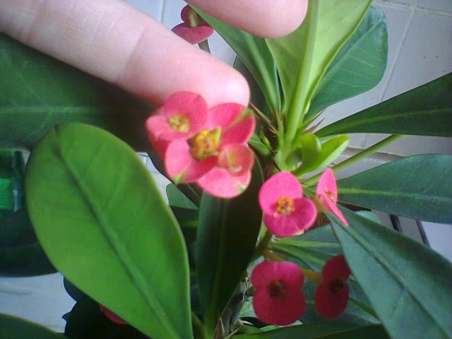 Name:  Fotoraf5265.jpg
Views: 669
Size:  36.5 KB