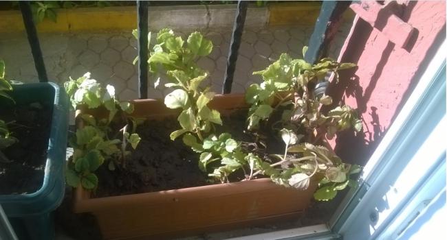 Name:  parlak mustafa iei 26.10.jpg
Views: 1060
Size:  36.9 KB