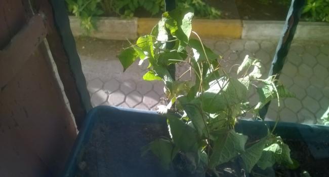 Name:  ak mercan sarma 26.10.jpg
Views: 890
Size:  26.9 KB
