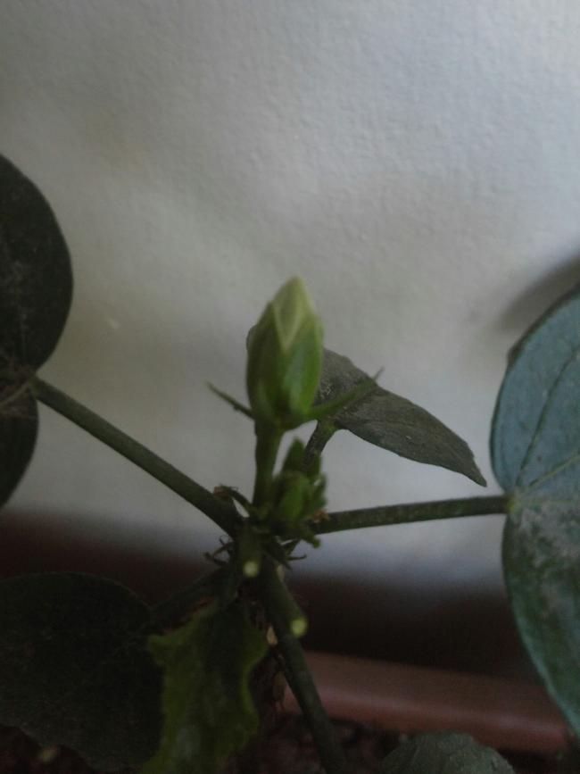 Name:  20161102_144752-1.jpg
Views: 244
Size:  34.0 KB