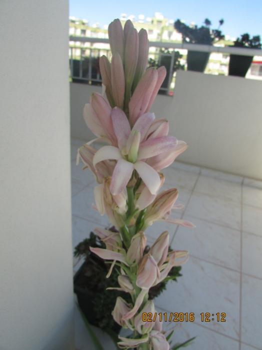 Name:  IMG_3988.jpg
Views: 451
Size:  31.2 KB