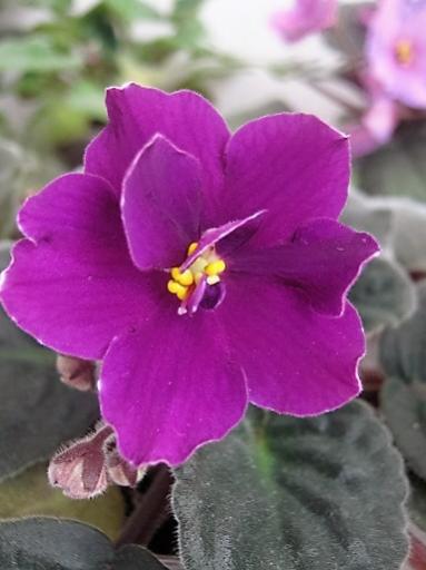 Name:  meneke2.jpg
Views: 489
Size:  25.7 KB