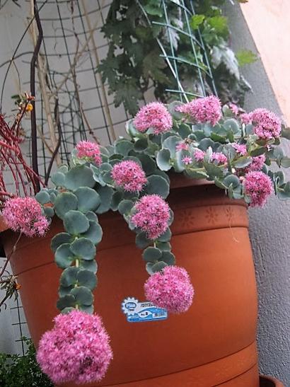 Name:  sedum sieboldii.jpg
Views: 416
Size:  48.4 KB