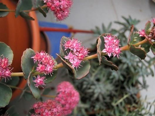 Name:  sedum sieboldii2.jpg
Views: 421
Size:  31.8 KB