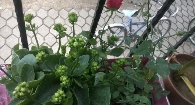 Name:  gl kalanchoe 08.11.jpg
Views: 843
Size:  43.7 KB