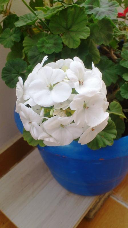 Name:  124.jpg
Views: 512
Size:  37.9 KB