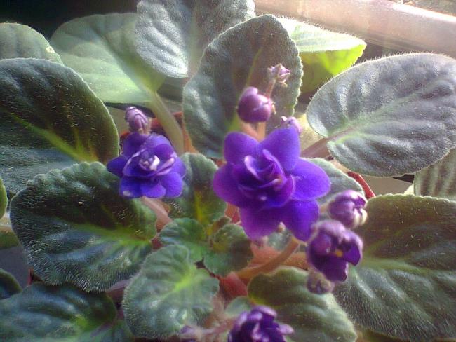 Name:  Fotoraf5405.jpg
Views: 395
Size:  53.5 KB