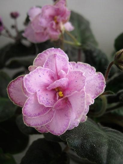 Name:  meneke2.jpg
Views: 1178
Size:  27.1 KB
