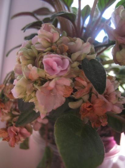 Name:  minyatr m.jpg
Views: 1184
Size:  27.6 KB