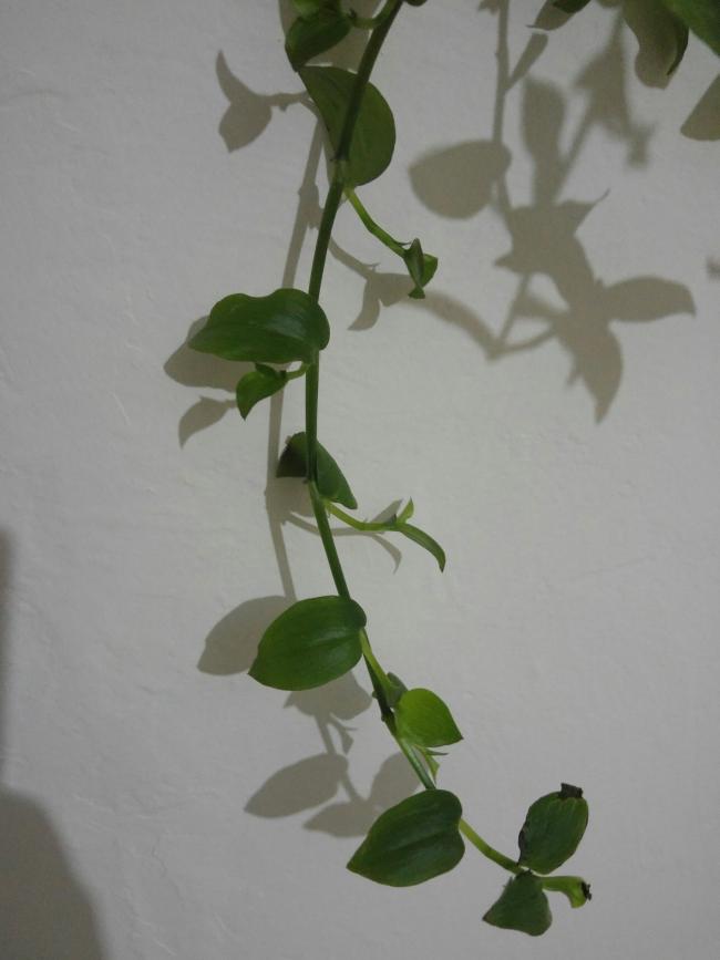 Name:  20161117_043442-1.jpg
Views: 536
Size:  35.0 KB