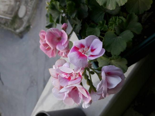 Name:  20161120_171453.jpg
Views: 587
Size:  31.0 KB