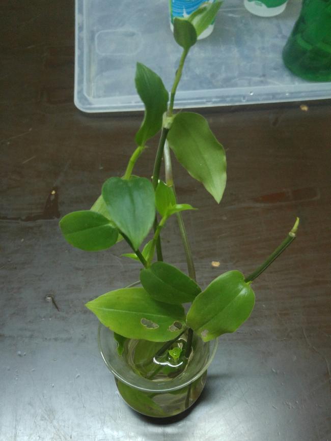 Name:  20161130_004636-1.jpg
Views: 479
Size:  51.7 KB