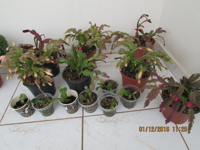 Name:  IMG_4174.jpg
Views: 491
Size:  44.3 KB